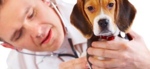 Lire la suite à propos de l’article Prendre soin des animaux: Produits vétérinaires